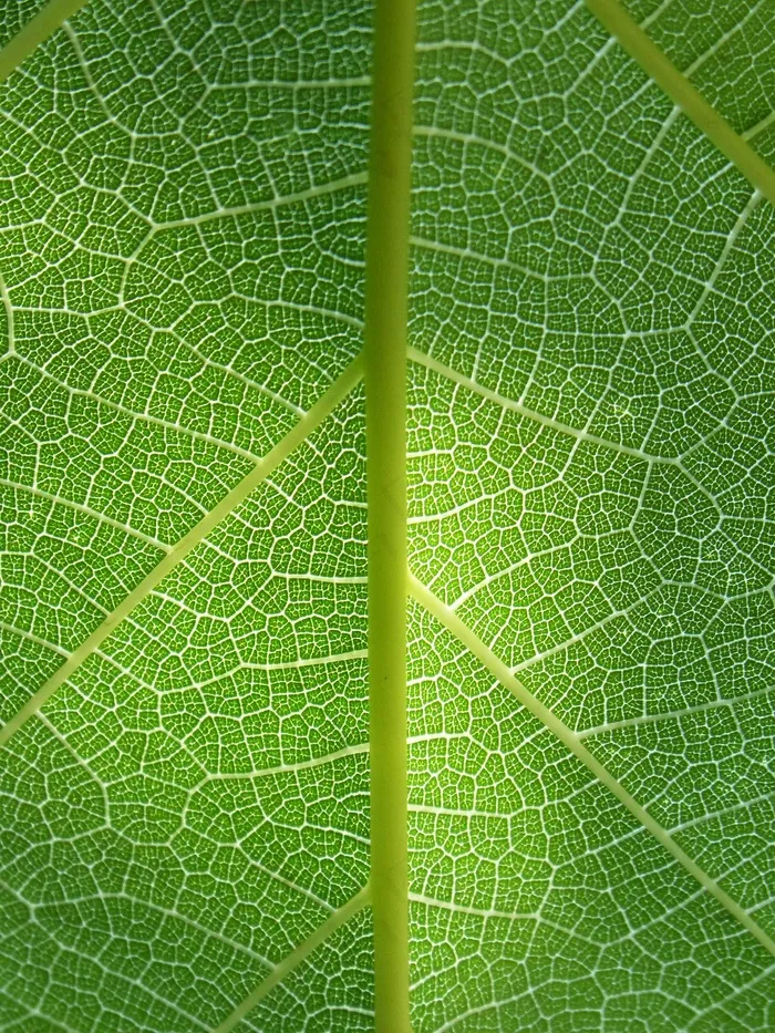 绿色植物自然纹理细节叶脉