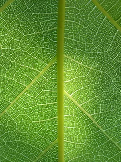 绿色植物自然纹理细节叶脉 绿色植物自然纹理细节叶脉
