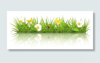 春天的草花卉背景矢量反射