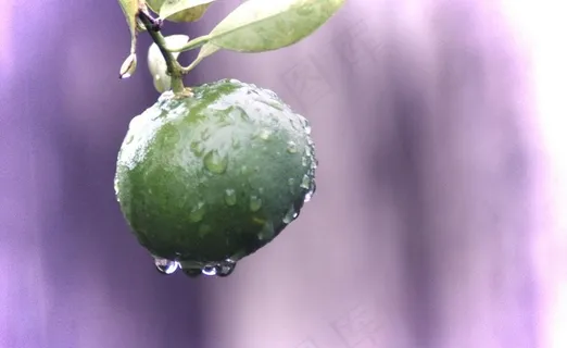 橘子图片 橘子图片