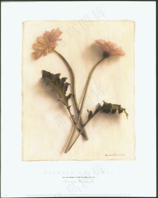 油画花卉无框画