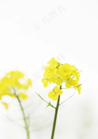 油菜花图片