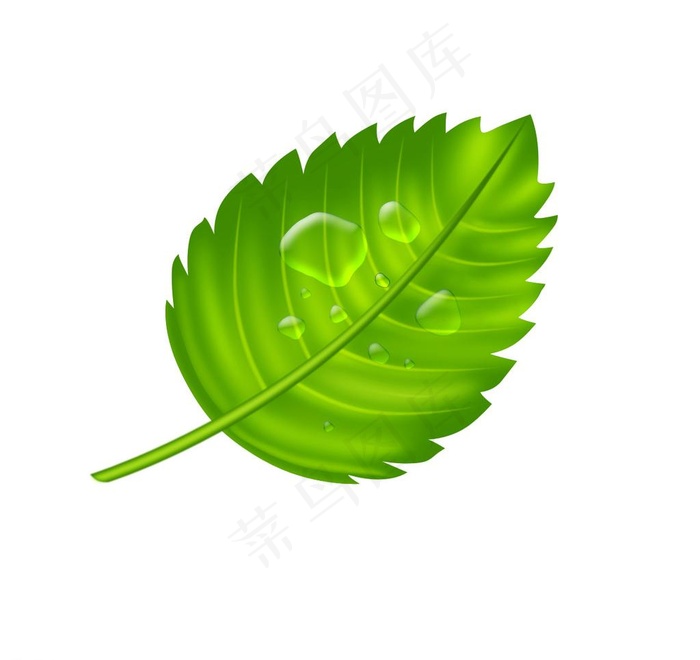 叶子上的露珠图片