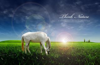 吃草的白马图片psd分层素材