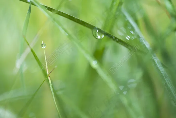 草上的水滴摄影素材图片