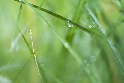 草上的水滴摄影素材图片 草上的水滴摄影素材图片