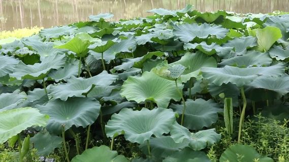 荷花小河流水农村景色高清实拍