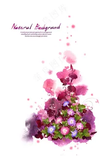 艳丽粉色牵牛花PSD图片素材