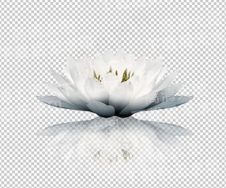 高清莲花荷花中国风书法书画