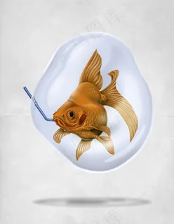 金鱼素材