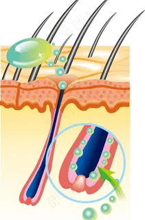 矢量头发头皮组织图片