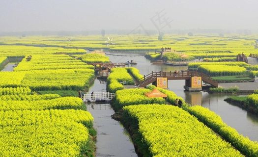 油菜花 盛开 春天图片