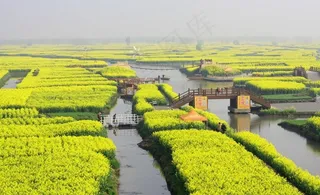 油菜花 盛开 春天图片