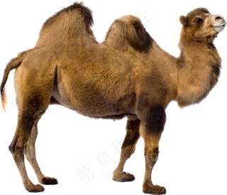 丝绸之路沙漠骆驼卡通动物PNG免扣...