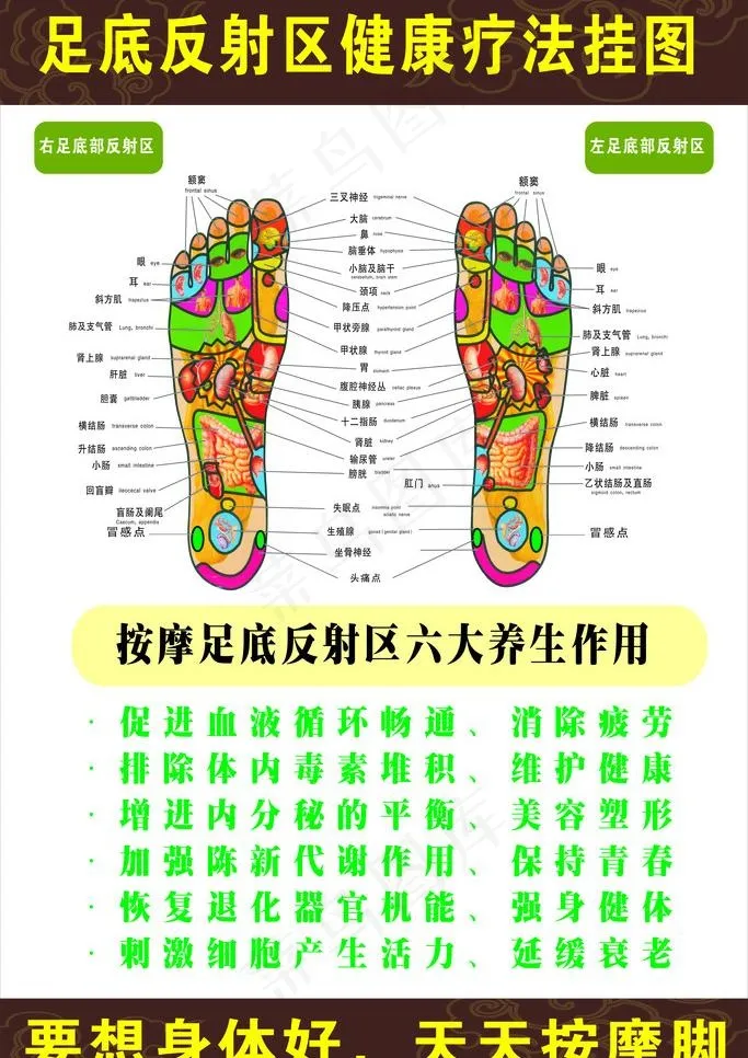 足部穴位图片cdr矢量模版下载
