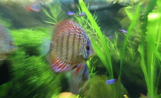 七彩神仙鱼图片