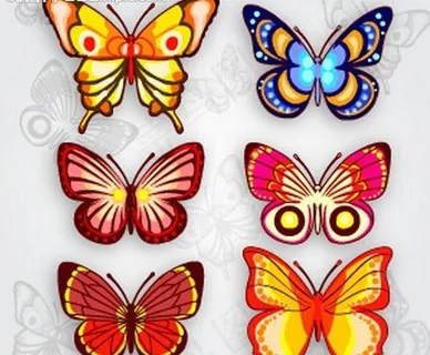 美丽的蝴蝶图片