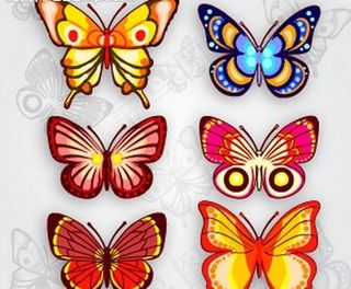 美丽的蝴蝶图片