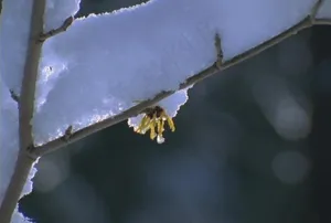 树上雪中的黄花