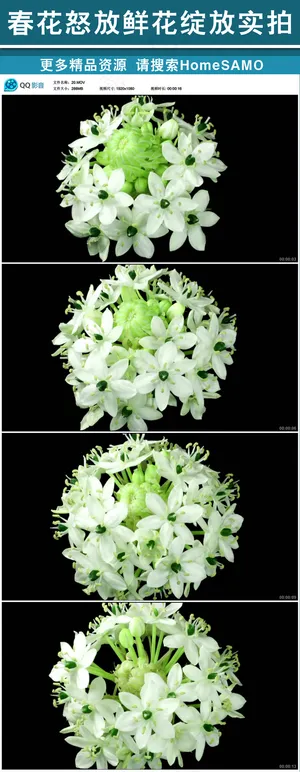 春花怒放鲜花绽放实拍视频