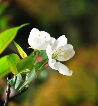 海棠花 花朵 背景图片