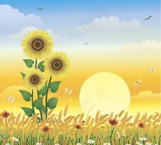 夏天花卉花朵背景图片