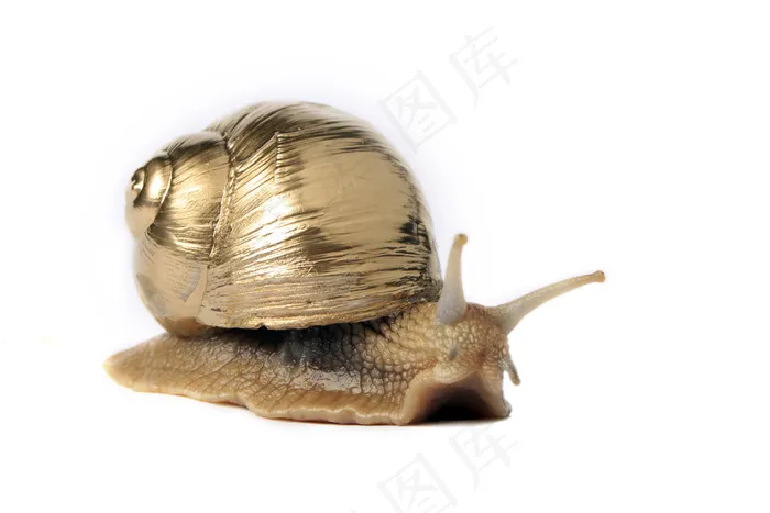 金蜗牛