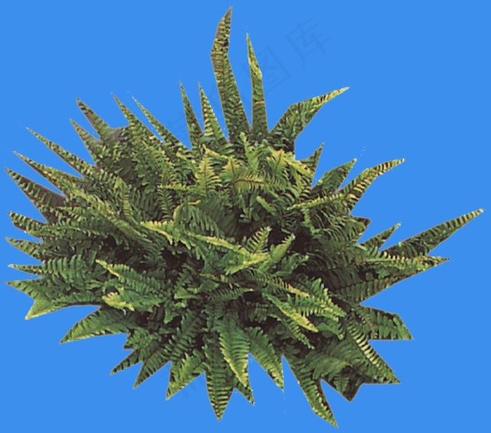 肾蕨-荫生——植物素材