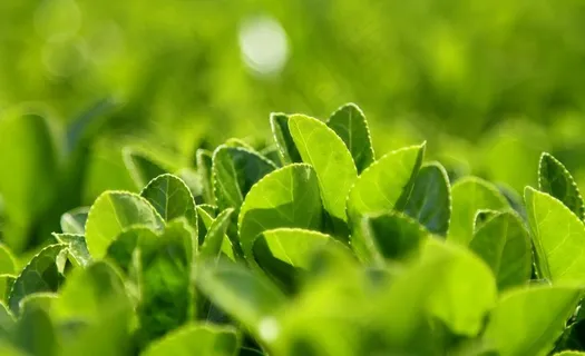 春天的绿色图片