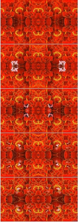 火红鲜花盛开蝴蝶飞舞舞台背景高清视...