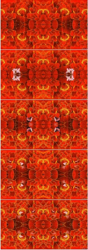 火红鲜花盛开蝴蝶飞舞舞台背景高清视...