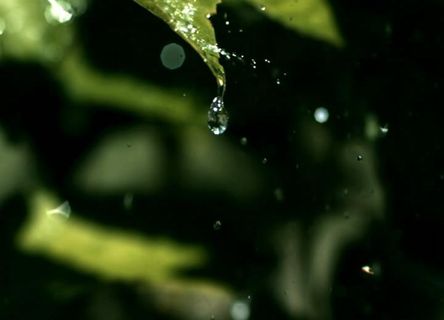 叶子上的水珠图片