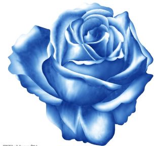 蓝玫瑰花朵图片