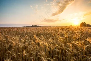 美丽麦田黄昏风景