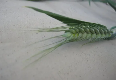 小麦图片