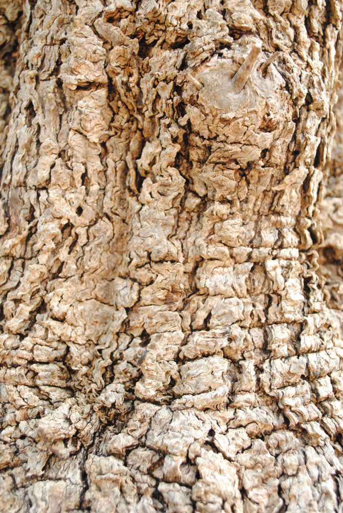 树干树皮纹理背景图片