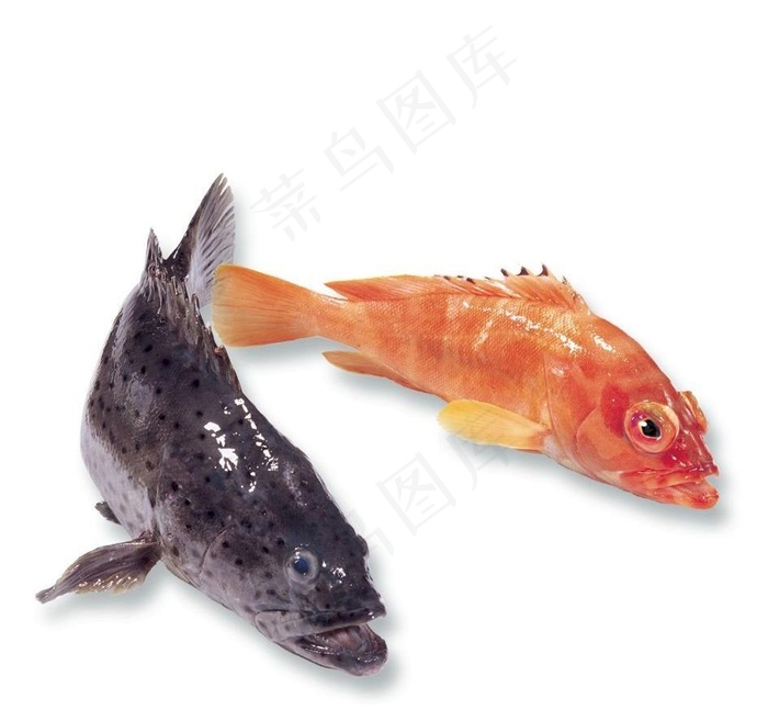 5月(石斑鱼)