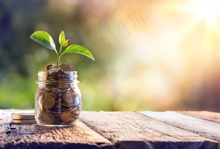 金币嫩芽小树苗孵化培育理财商务金融财富主题素材