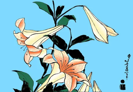 矢量画作百合 矢量画作百合