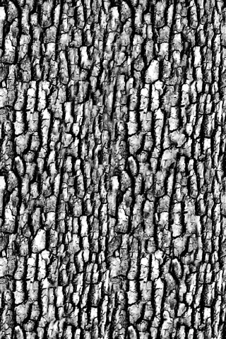 高精细鸟巢状欧洲云杉树 picea...