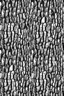 高精细鸟巢状欧洲云杉树 picea... 高精细鸟巢状欧洲云杉树 picea...