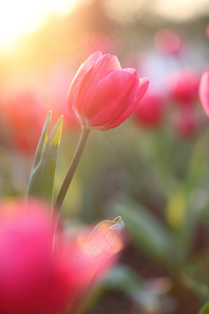 郁金香花束背景图