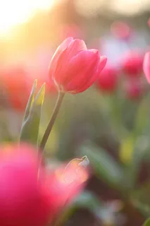 郁金香花束背景图 郁金香花束背景图