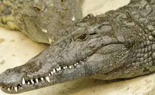 鳄鱼图片