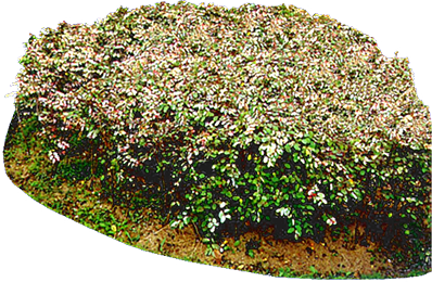 展板绿色草地草坪草丛高清小草PNG(398X260)