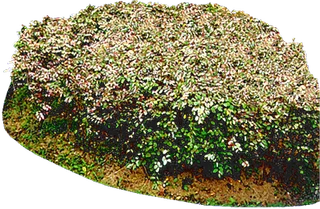 展板绿色草地草坪草丛高清小草PNG