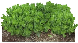 高清免抠植物大弁庆草