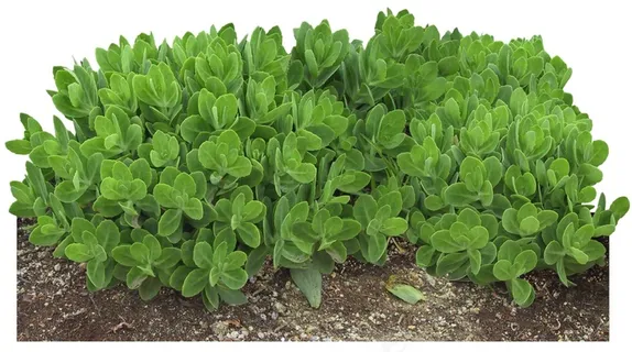 高清免抠植物大弁庆草 高清免抠植物大弁庆草