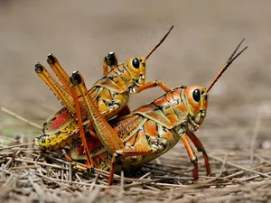 两只蚱蜢图片