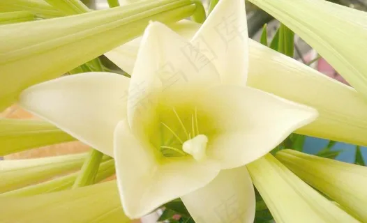 百合花图片 百合花图片